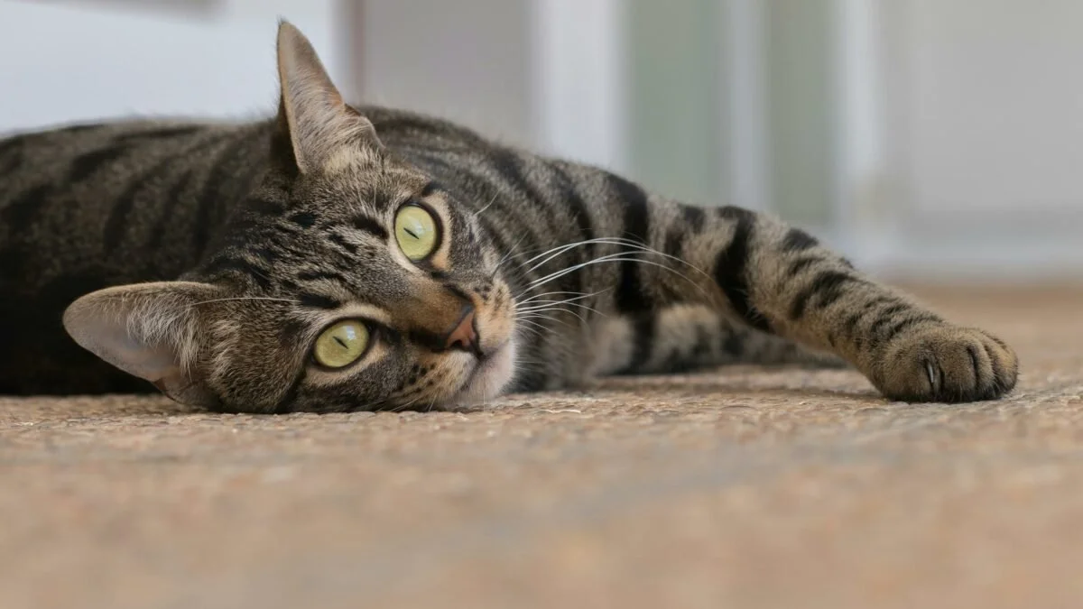 cat